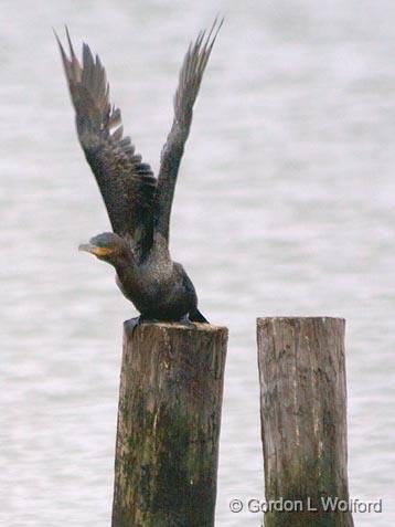 Stick 'Em Up_31411.jpg - Reach For The Sky, PodnerDouble-crested Cormorant (Phalacrocorax auritus) photographed along the Gulf coast near Port Lavaca, Texas, USA.